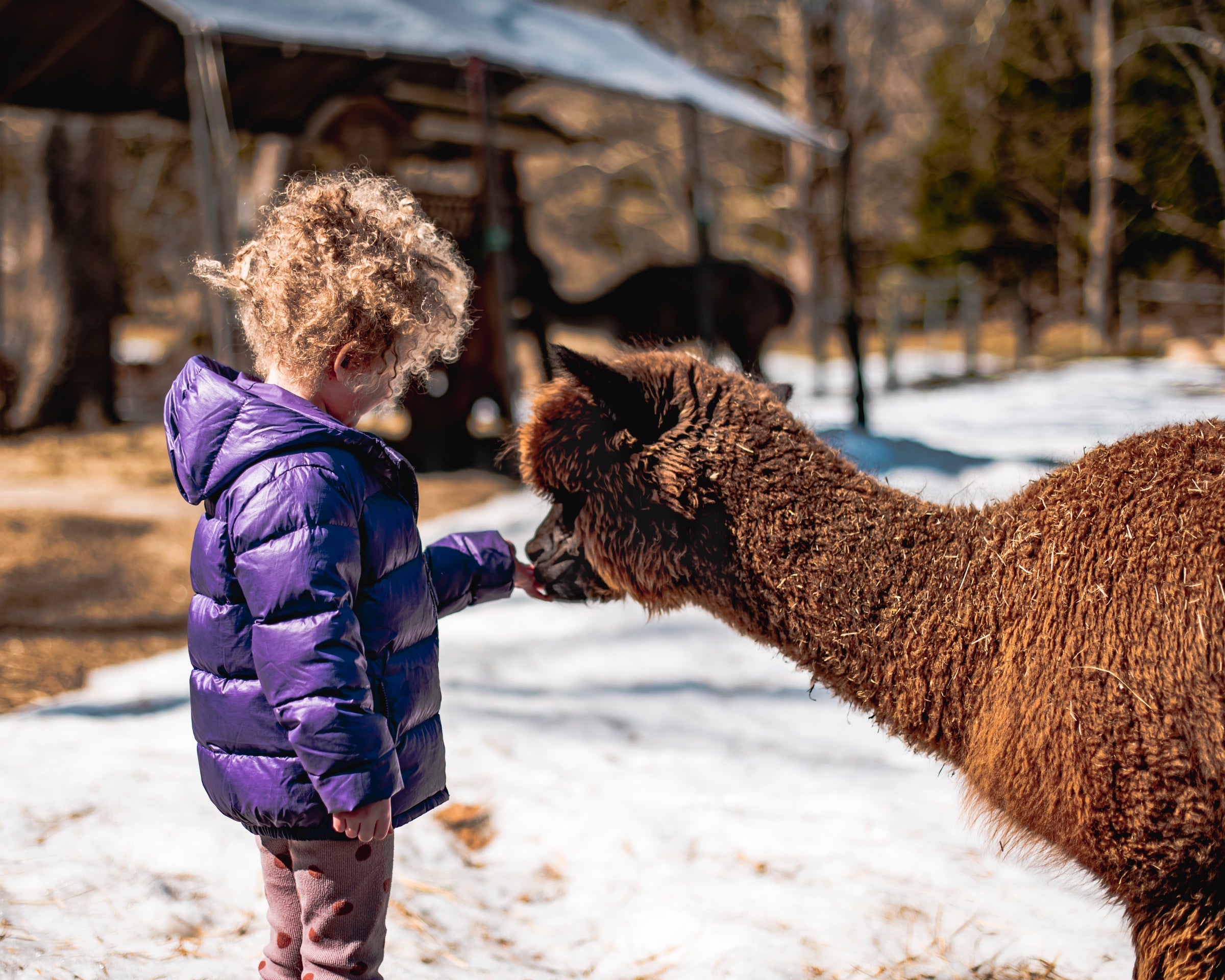 Alpacas NJ | Hidden Brook Ranch Alpaca